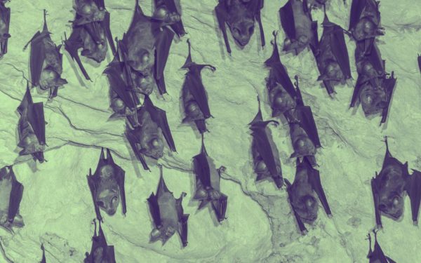 czy nietoperz wije gniazdo?